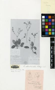 Type specimen at Edinburgh (E). Eberhardt, Philippe: 2466. Barcode: E00155272.