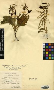 Type specimen at Edinburgh (E). Maung Tha Myaing: 262. Barcode: E00155312.