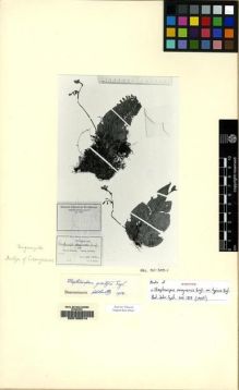Type specimen at Edinburgh (E). Stolz, A: 1040. Barcode: E00155314.
