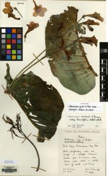 Type specimen at Edinburgh (E). Hilliard, Olive; Burtt, Brian: 4204. Barcode: E00155317.