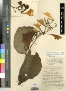Type specimen at Edinburgh (E). Hilliard, Olive; Burtt, Brian: 4486. Barcode: E00155318.