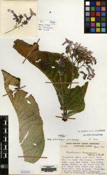 Type specimen at Edinburgh (E). Cultivated Plant of the RBGE (CULTE): C4673. Barcode: E00155320.