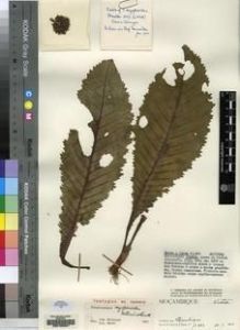 Type specimen at Edinburgh (E). Torre, Antonia Rocha da; Paiva, J: 10302. Barcode: E00155321.
