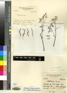 Type specimen at Edinburgh (E). Cultivated Plant of the RBGE (CULTE): 6073. Barcode: E00155322.