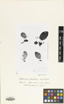 Type specimen at Edinburgh (E). Benedetto, Pietro: 453. Barcode: E00155329.