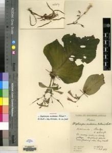 Type specimen at Edinburgh (E). Hilliard, Olive; Burtt, Brian: 4657. Barcode: E00155330.