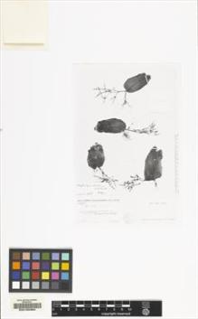Type specimen at Edinburgh (E). Humbert, Jean-Henri: 38708. Barcode: E00155363.