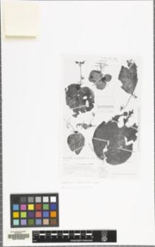 Type specimen at Edinburgh (E). Humbert, Jean-Henri: 25386. Barcode: E00155368.
