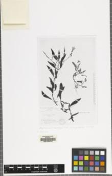 Type specimen at Edinburgh (E). Heim, Roger: 476. Barcode: E00155372.