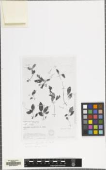 Type specimen at Edinburgh (E). Humbert, Jean-Henri: 22013. Barcode: E00155375.