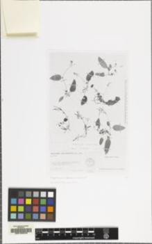 Type specimen at Edinburgh (E). Humbert, Jean-Henri: 25111. Barcode: E00155376.