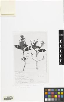 Type specimen at Edinburgh (E). Perrier de la Bâthie, Henri: 8529. Barcode: E00155384.