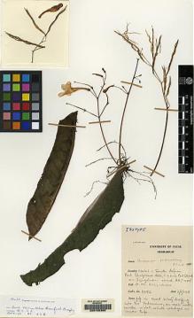Type specimen at Edinburgh (E). Hilliard, Olive: 3052. Barcode: E00155392.