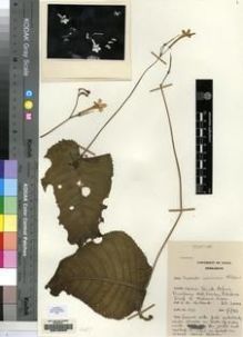 Type specimen at Edinburgh (E). Hilliard, Olive: 1137. Barcode: E00155393.