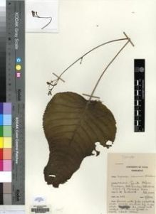 Type specimen at Edinburgh (E). Hilliard, Olive: 1137. Barcode: E00155394.