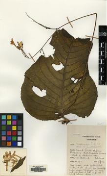 Type specimen at Edinburgh (E). Hilliard, Olive: 1137. Barcode: E00155395.