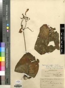 Type specimen at Edinburgh (E). Cooper, T.: 1033. Barcode: E00155396.
