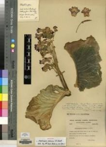 Type specimen at Edinburgh (E). Cultivated Plant of the RBGE (CULTE): C1566. Barcode: E00155397.