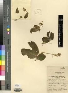 Type specimen at Edinburgh (E). Hilliard, Olive: 2953. Barcode: E00155399.