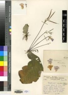 Type specimen at Edinburgh (E). Cultivated Plant of the RBGE (CULTE): C3824. Barcode: E00155400.