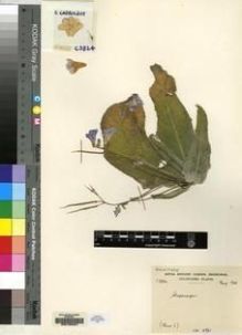 Type specimen at Edinburgh (E). Cultivated Plant of the RBGE (CULTE): C3824. Barcode: E00155401.