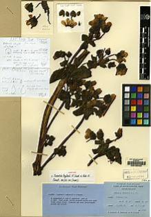 Type specimen at Edinburgh (E). Ludlow, Frank; Sherriff, George; Taylor, George: 5256. Barcode: E00155403.