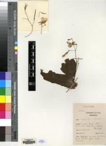 Type specimen at Edinburgh (E). Hilliard, Olive: 811. Barcode: E00155410.
