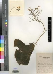 Type specimen at Edinburgh (E). Hilliard, Olive: 807. Barcode: E00155411.