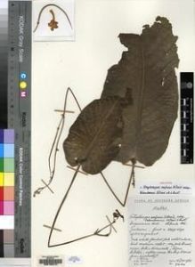 Type specimen at Edinburgh (E). Hilliard, Olive; Burtt, Brian: 3264. Barcode: E00155412.