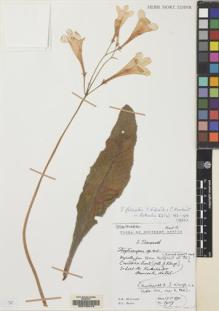 Type specimen at Edinburgh (E). Hilliard, Olive; Burtt, Brian: . Barcode: E00155413.