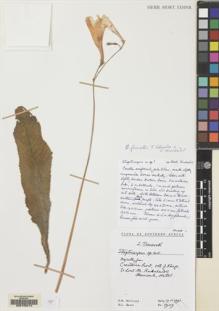 Type specimen at Edinburgh (E). Hilliard, Olive; Burtt, Brian: . Barcode: E00155414.