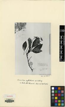 Type specimen at Edinburgh (E). Tsai, H.T.: 52629. Barcode: E00155419.