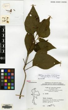 Type specimen at Edinburgh (E). Flora of Thailand Expedition (1972): 32065. Barcode: E00155420.