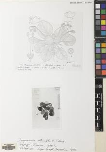 Type specimen at Edinburgh (E). : 10930. Barcode: E00155427.