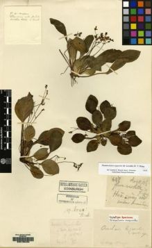 Type specimen at Edinburgh (E). Esquirol, Joseph: 628. Barcode: E00155434.