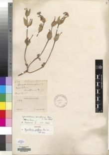 Type specimen at Edinburgh (E). Cooper, T.: 934. Barcode: E00156219.