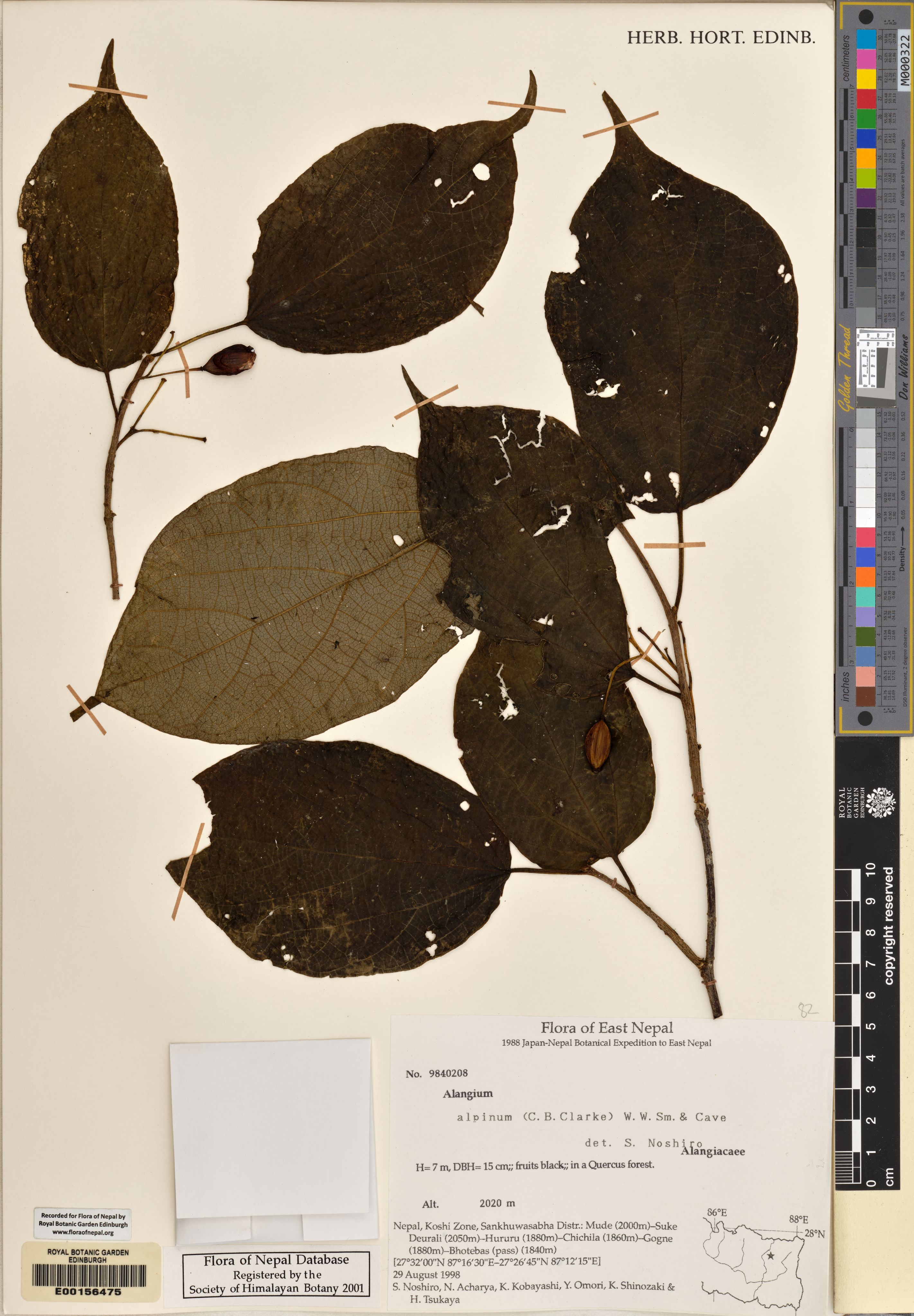 Alangium alpinum photograph 3