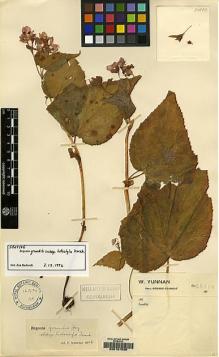 Type specimen at Edinburgh (E). Forrest, George: 6383. Barcode: E00157036.