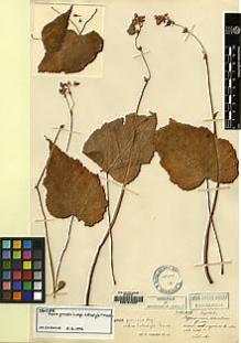 Type specimen at Edinburgh (E). Maire, Edouard-Ernest: . Barcode: E00157037.