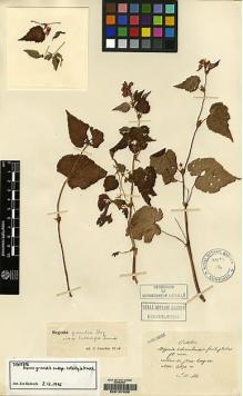 Type specimen at Edinburgh (E). Ten, Siméon: 108. Barcode: E00157039.