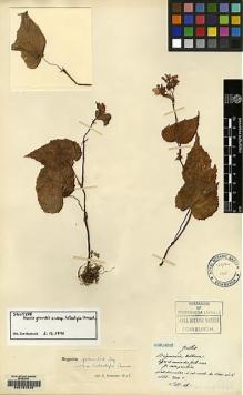 Type specimen at Edinburgh (E). Ten, Siméon: 108. Barcode: E00157040.