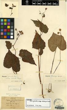 Type specimen at Edinburgh (E). Maire, Edouard-Ernest: 374. Barcode: E00157041.