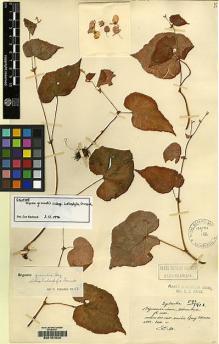 Type specimen at Edinburgh (E). Maire, Edouard-Ernest: 591. Barcode: E00157043.