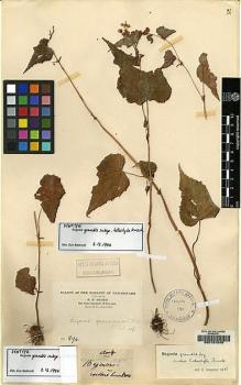 Type specimen at Edinburgh (E). Maire, Edouard-Ernest: 894. Barcode: E00157045.