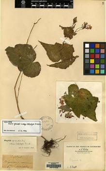 Type specimen at Edinburgh (E). Maire, Edouard-Ernest: 2340. Barcode: E00157046.