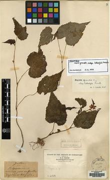 Type specimen at Edinburgh (E). Maire, Edouard-Ernest: 2551. Barcode: E00157048.