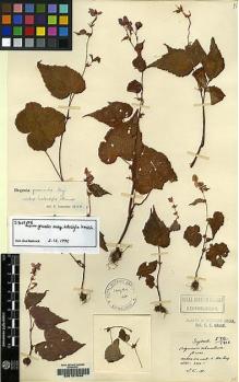 Type specimen at Edinburgh (E). Maire, Edouard-Ernest: 570. Barcode: E00157049.