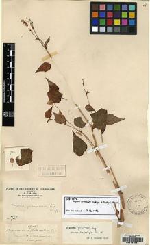 Type specimen at Edinburgh (E). Maire, Edouard-Ernest: 738. Barcode: E00157051.