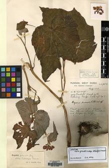 Type specimen at Edinburgh (E). Forrest, George: 6383. Barcode: E00157052.