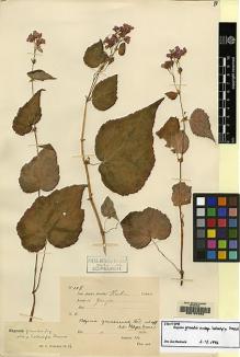 Type specimen at Edinburgh (E). Ten, Siméon: 108. Barcode: E00157053.